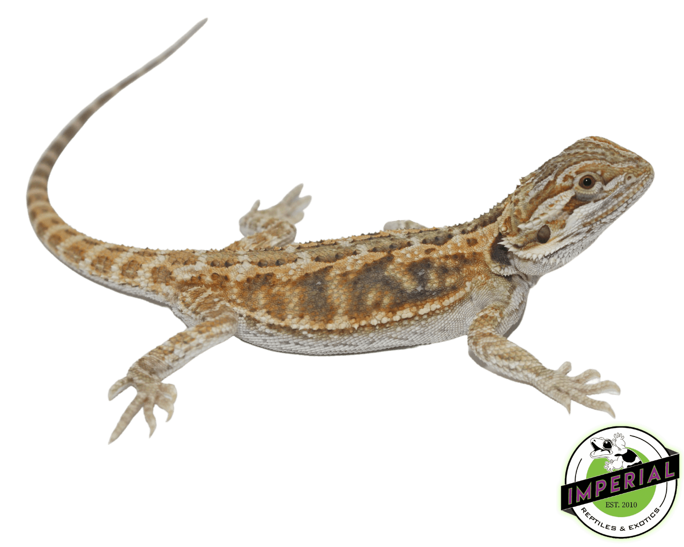 Citrus Bearded Dragon Baby