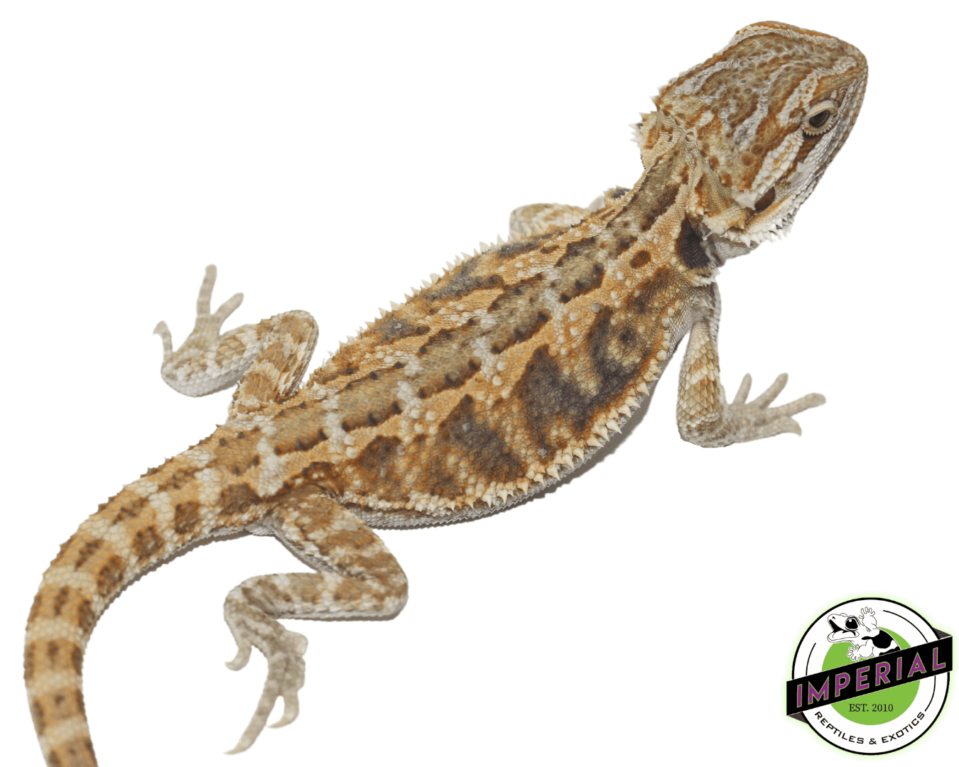 Citrus Bearded Dragon Baby — image 2