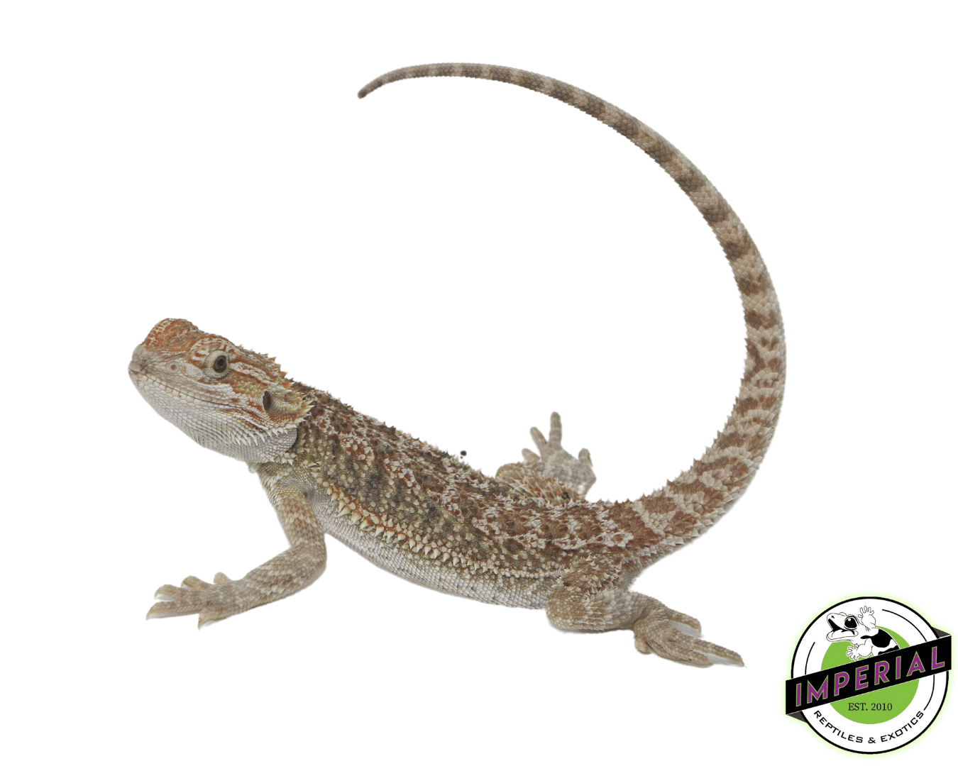 Citrus Bearded Dragon Sub Adult — image 2