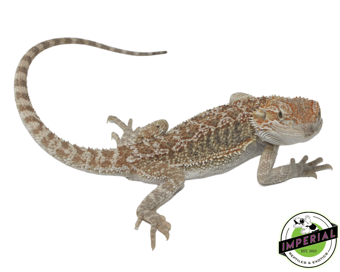 Citrus Bearded Dragon Sub Adult