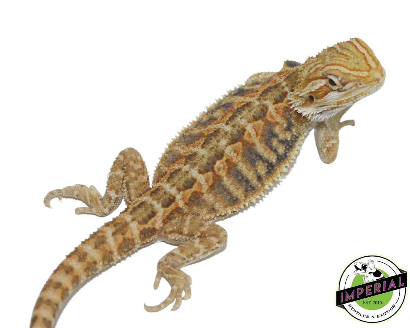 Citrus Tiger Bearded Dragon — image 2