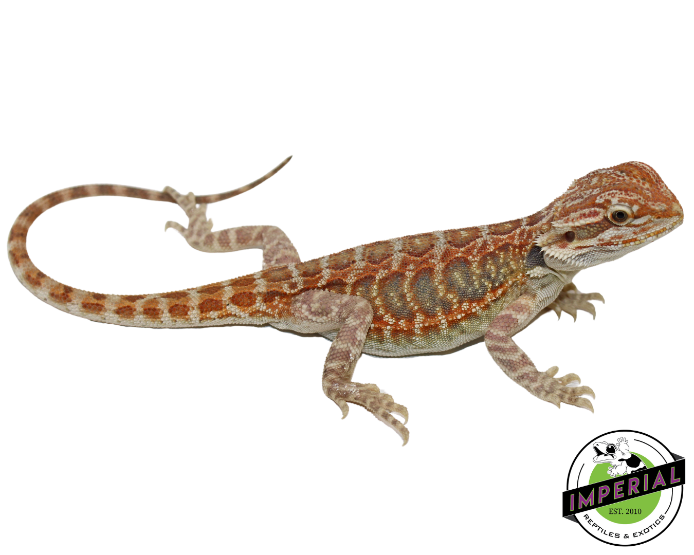 Citrus Tiger Hypo Leatherback Bearded Dragon Baby