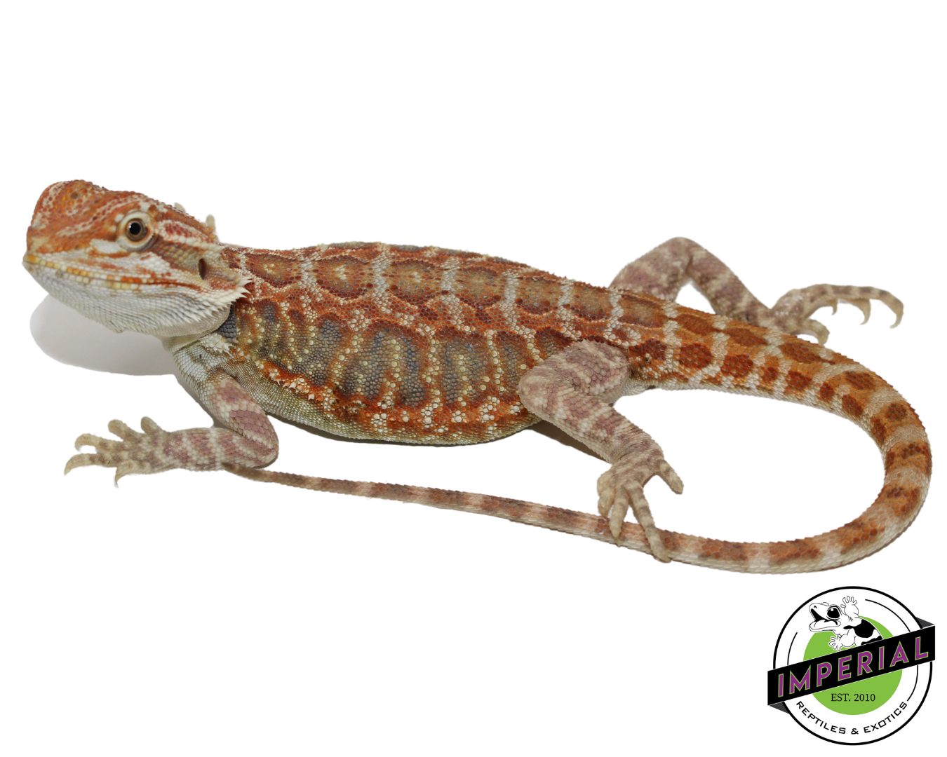 Citrus Tiger Hypo Leatherback Bearded Dragon Baby — image 2