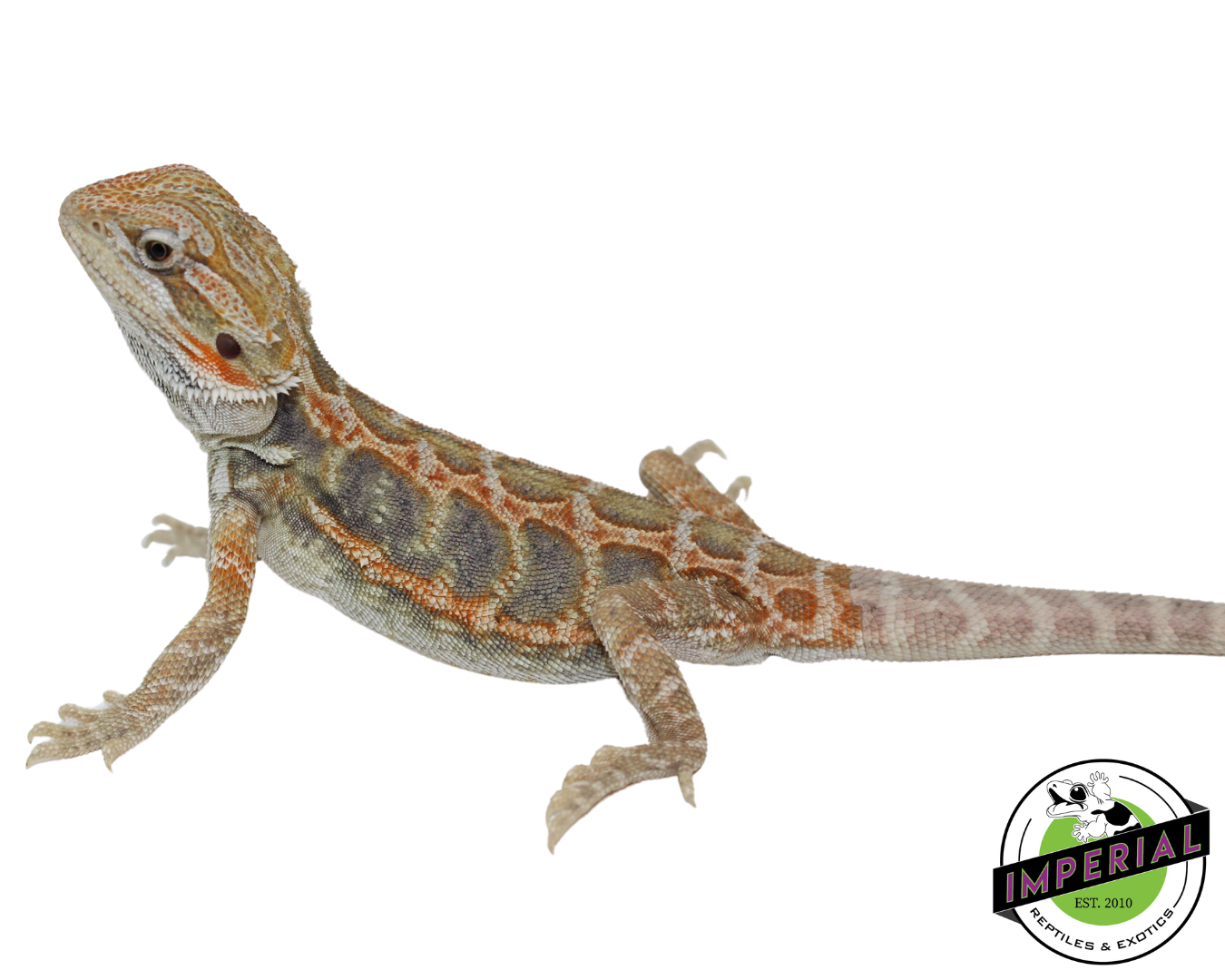 Citrus Tiger Hypo Leatherback Bearded Dragon Baby — image 3