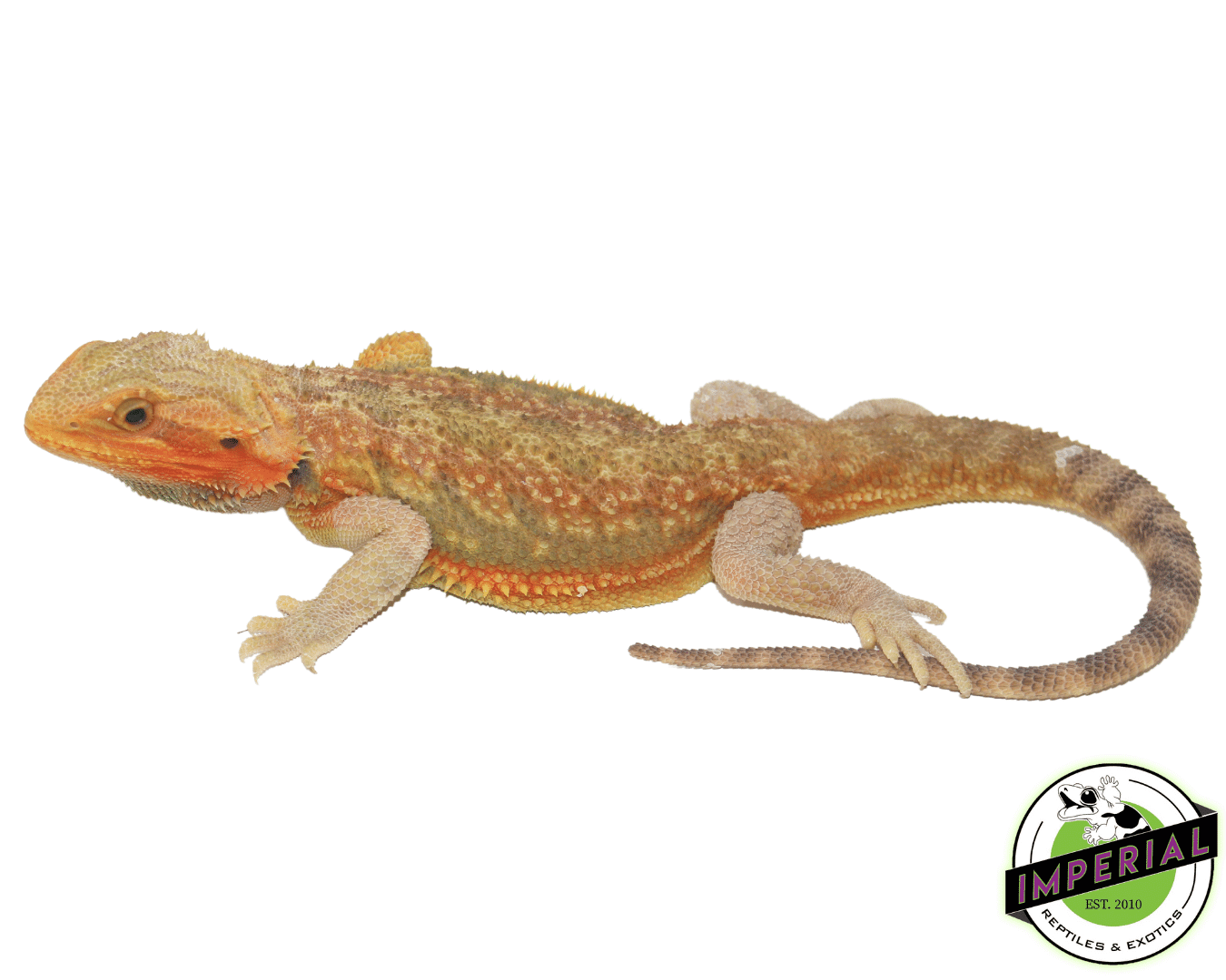 Citrus Translucent Bearded Dragon Sub Adult