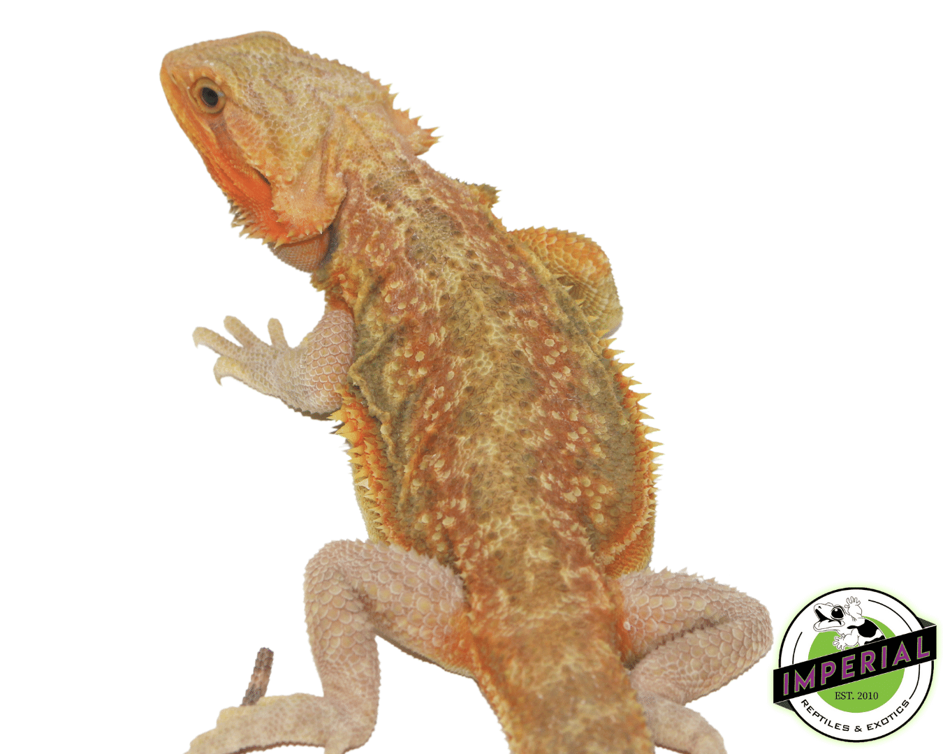 Citrus Translucent Bearded Dragon Sub Adult — image 2