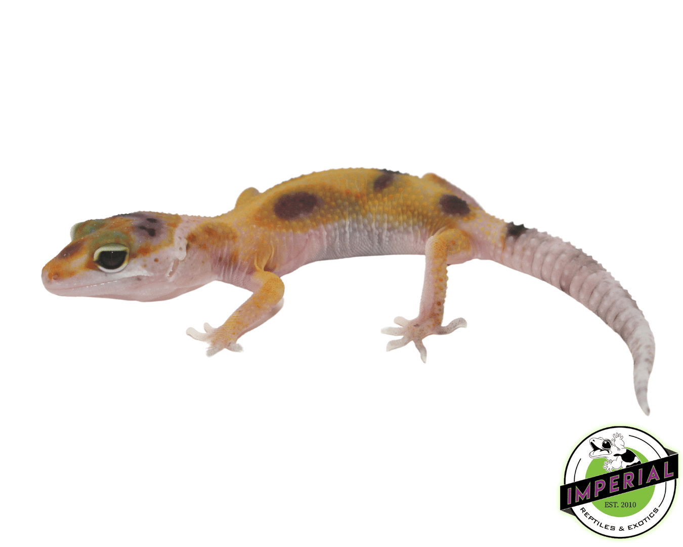 Clown Leopard Gecko Baby — image 2