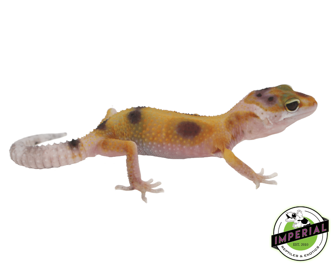 Clown Leopard Gecko Baby