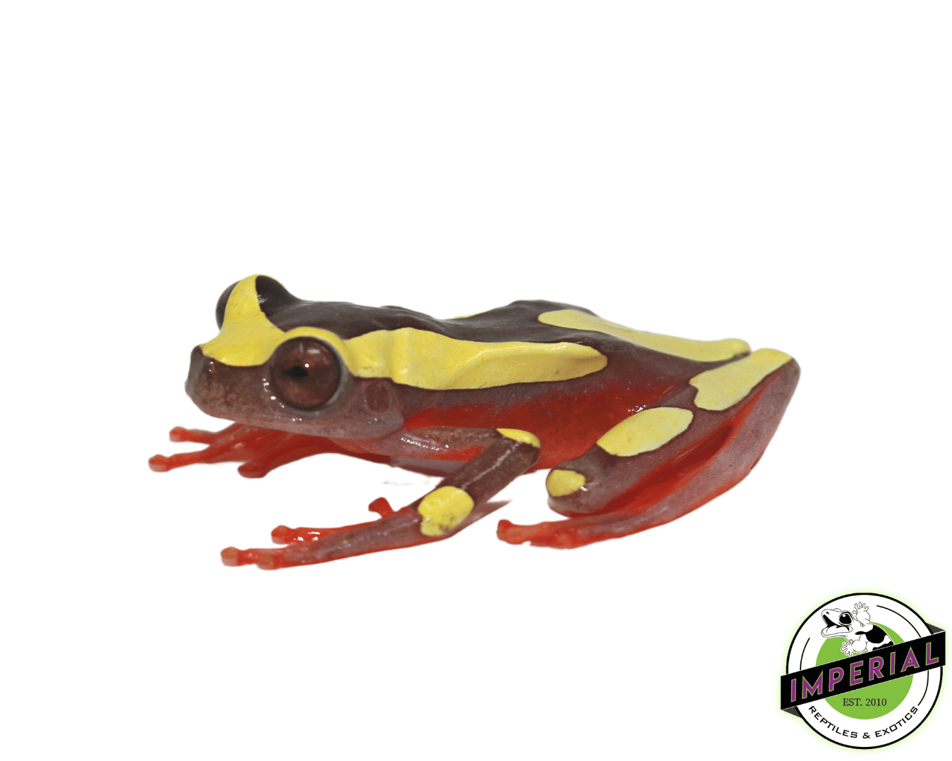 Clown Tree Frog