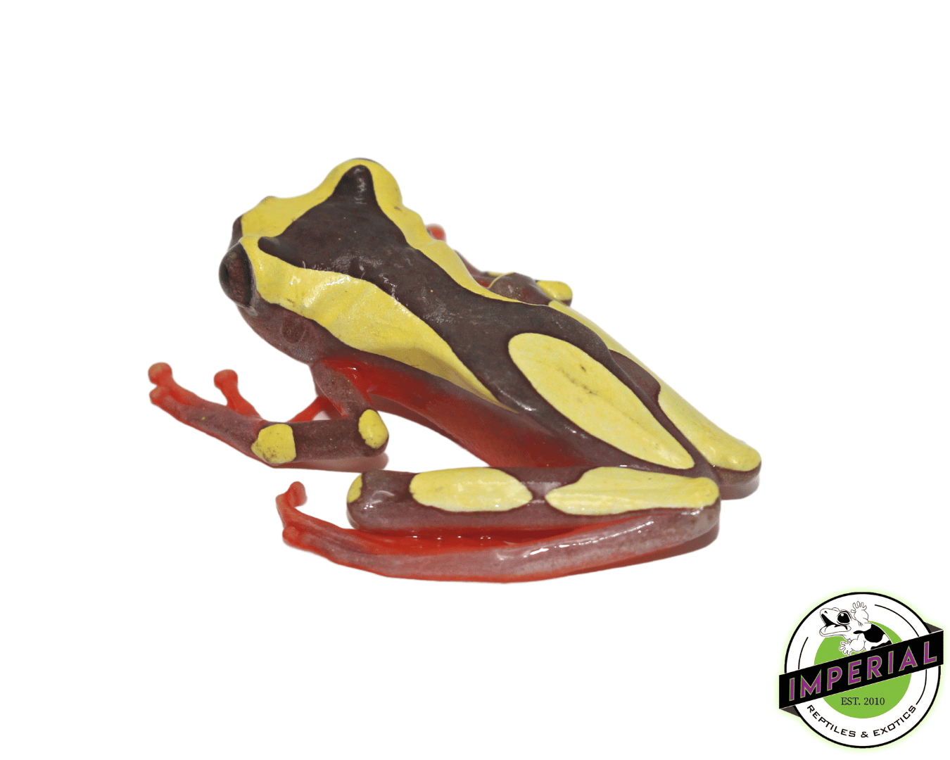 Clown Tree Frog — image 2