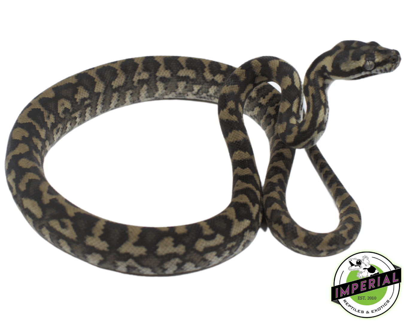Coastal Carpet Python Baby — image 2