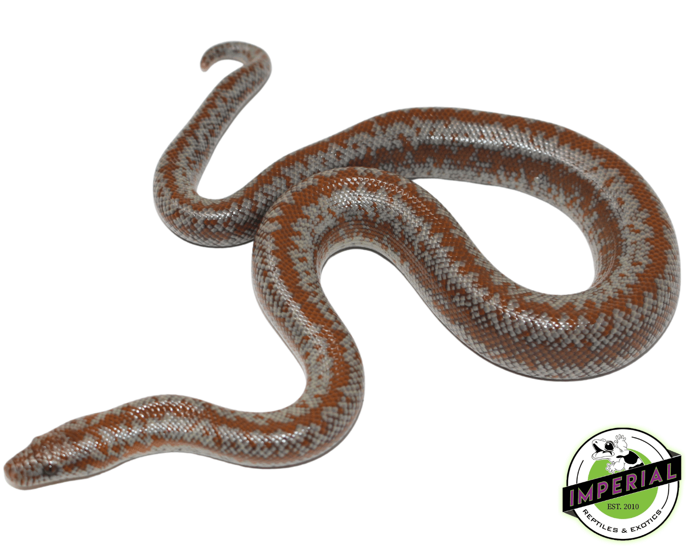 Coastal Rosy Boa Baby — image 2