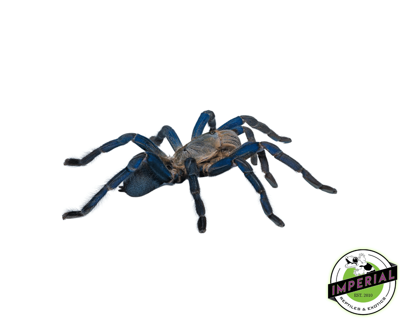 Cobalt Blue "Emerald Green" Tarantula