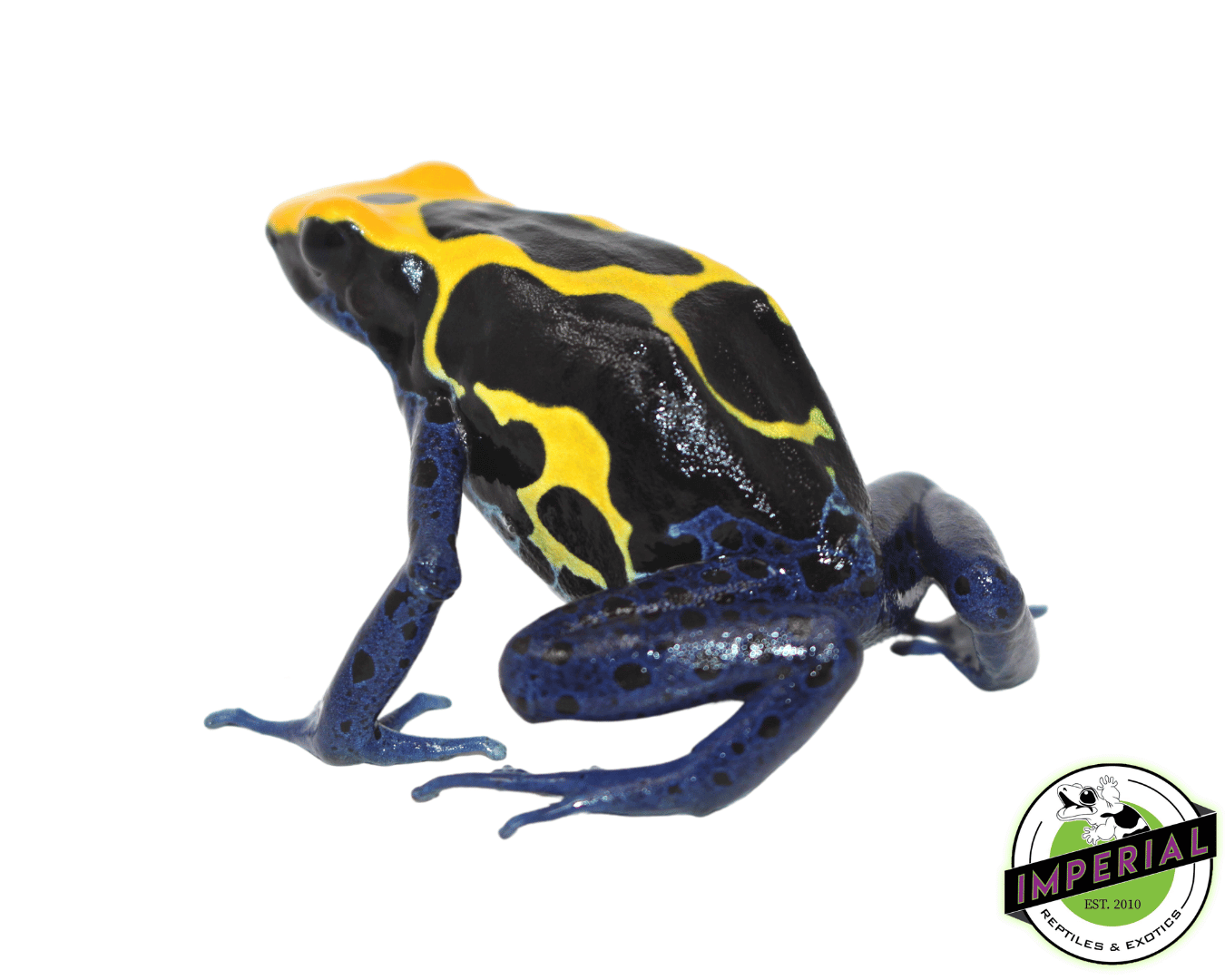 Cobalt Dart Frog (Dendrobates tinctorius) — image 2