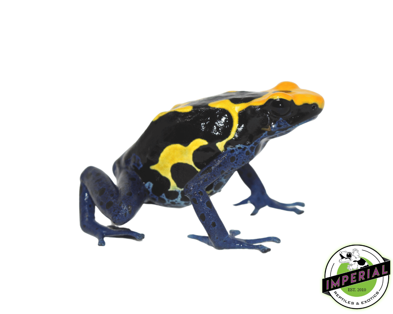 Cobalt Dart Frog (Dendrobates tinctorius)