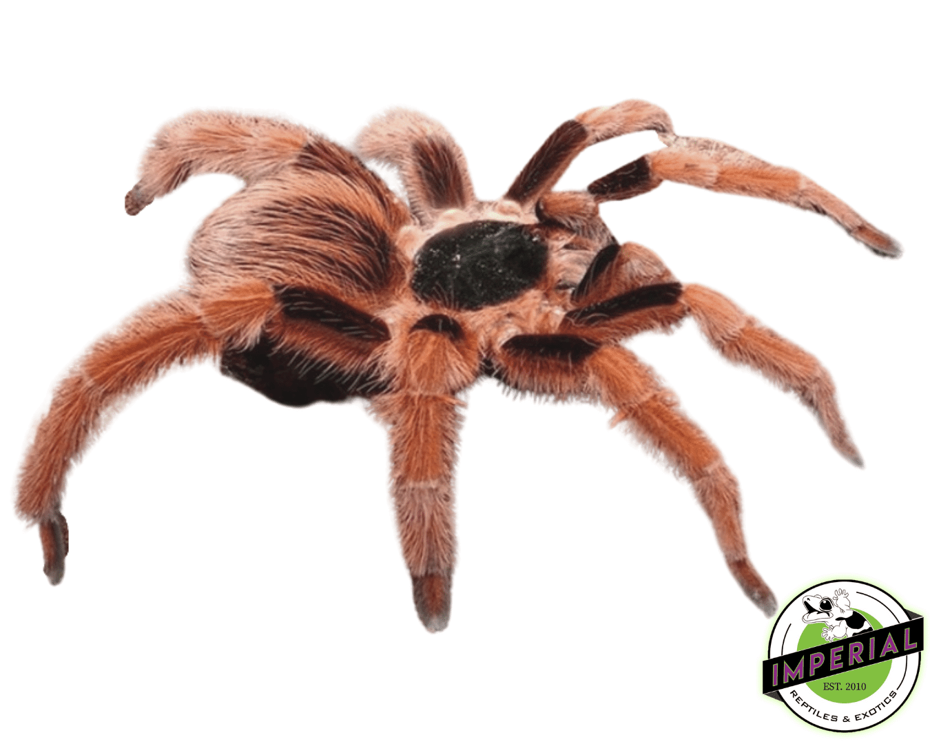 Colombian Giant Redleg Tarantula (Megaphobema robustum)