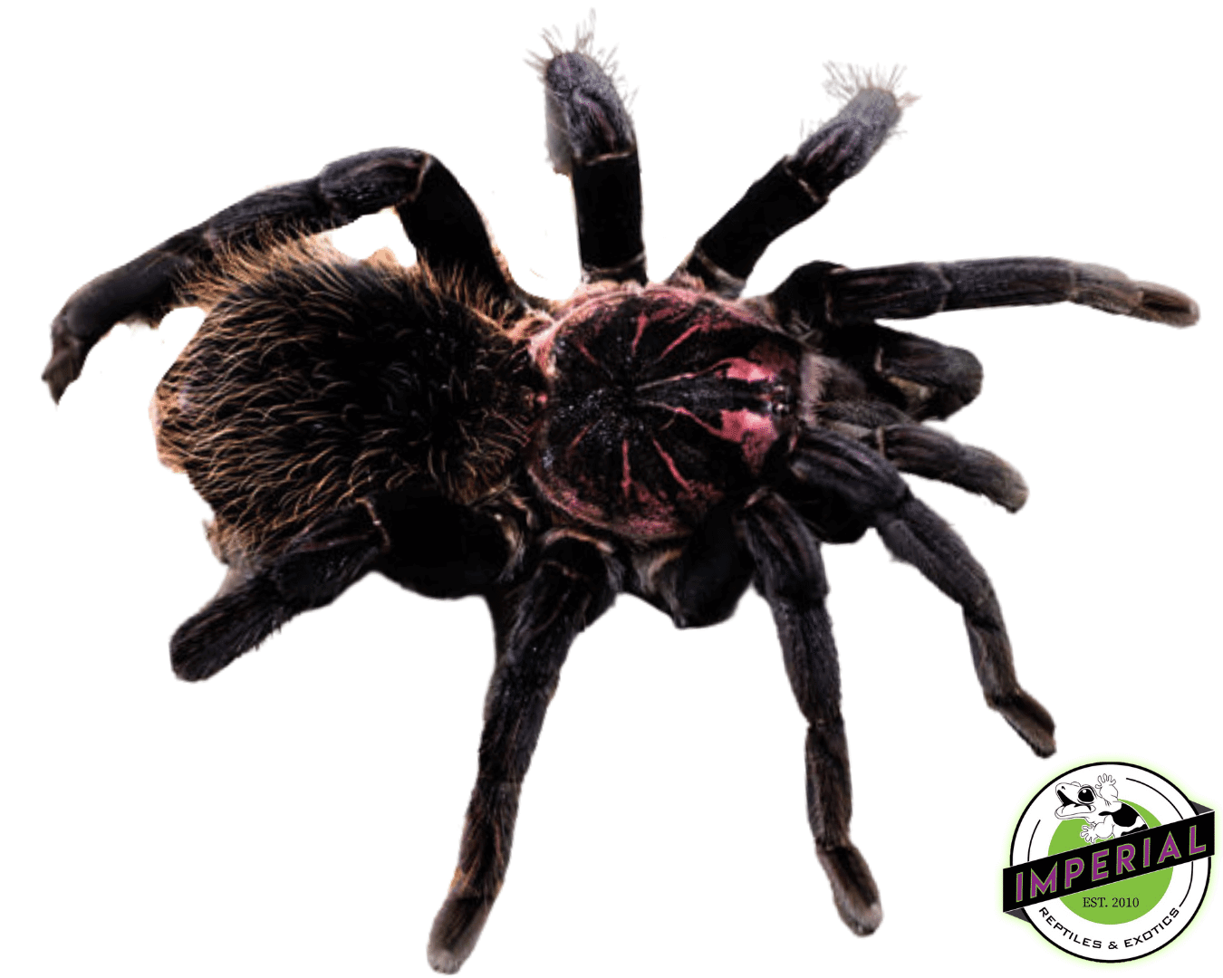 Colombian Lesser Black Tarantula (Xenesthis immanis)