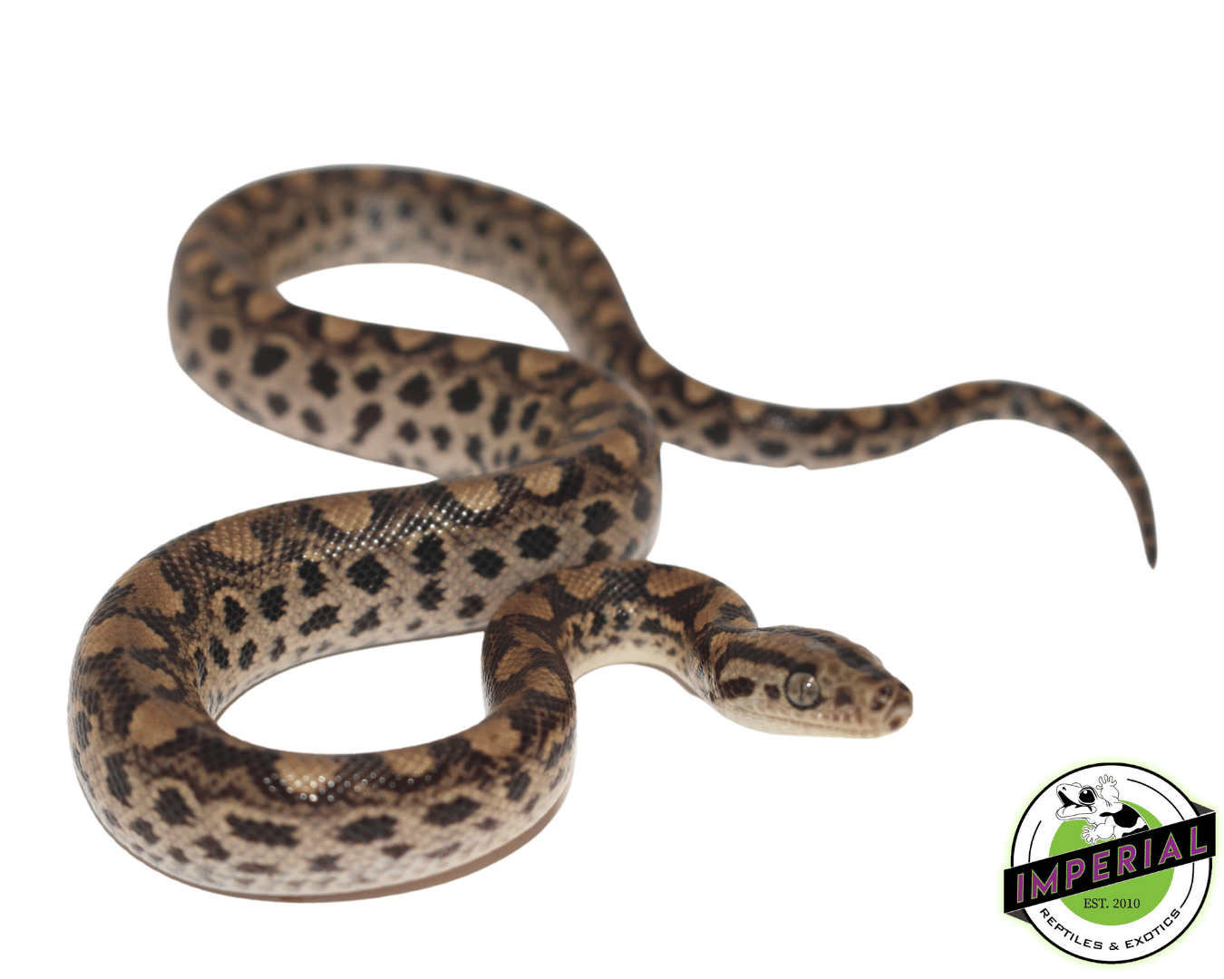 Colombian Rainbow Boa Baby