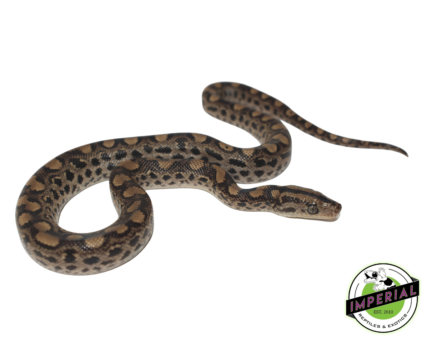 Colombian Rainbow Boa Baby — image 3