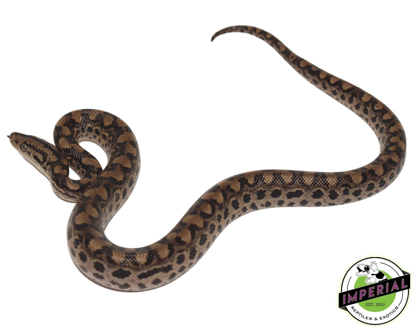 Colombian Rainbow Boa Baby — image 2