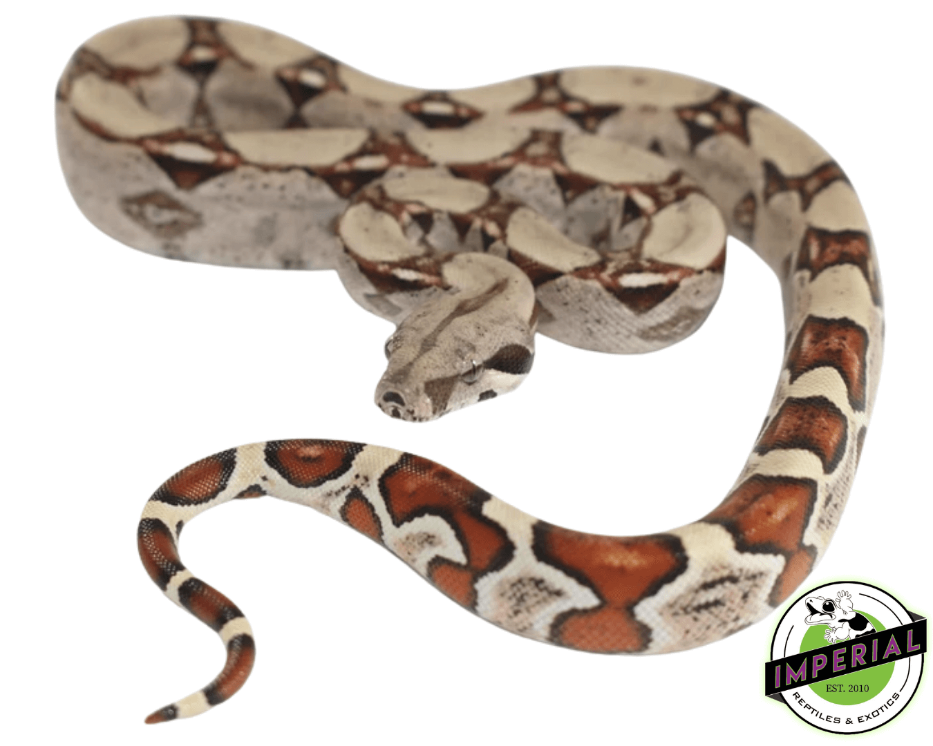 Colombian Red Tail Boa Baby
