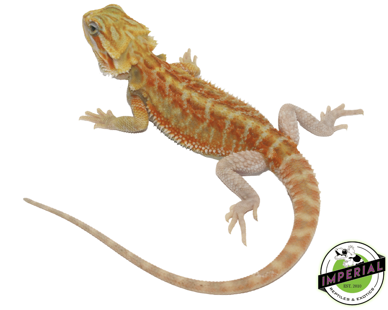 Color Stripe Hypo Translucent Bearded Dragon Baby — image 2