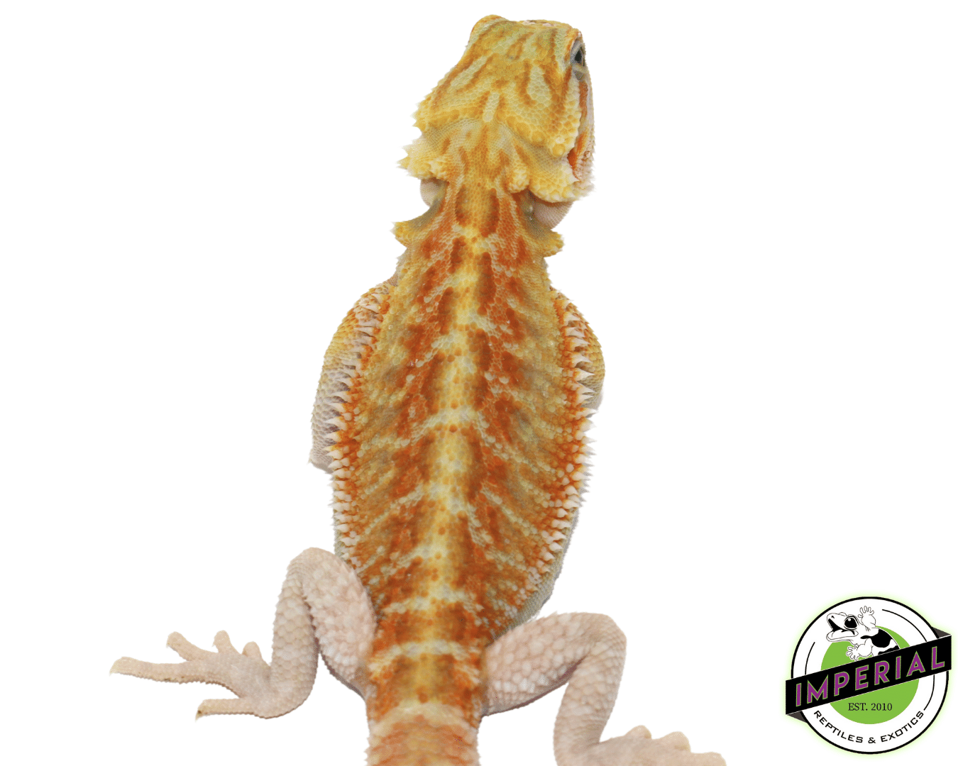 Color Stripe Hypo Translucent Bearded Dragon Baby — image 3