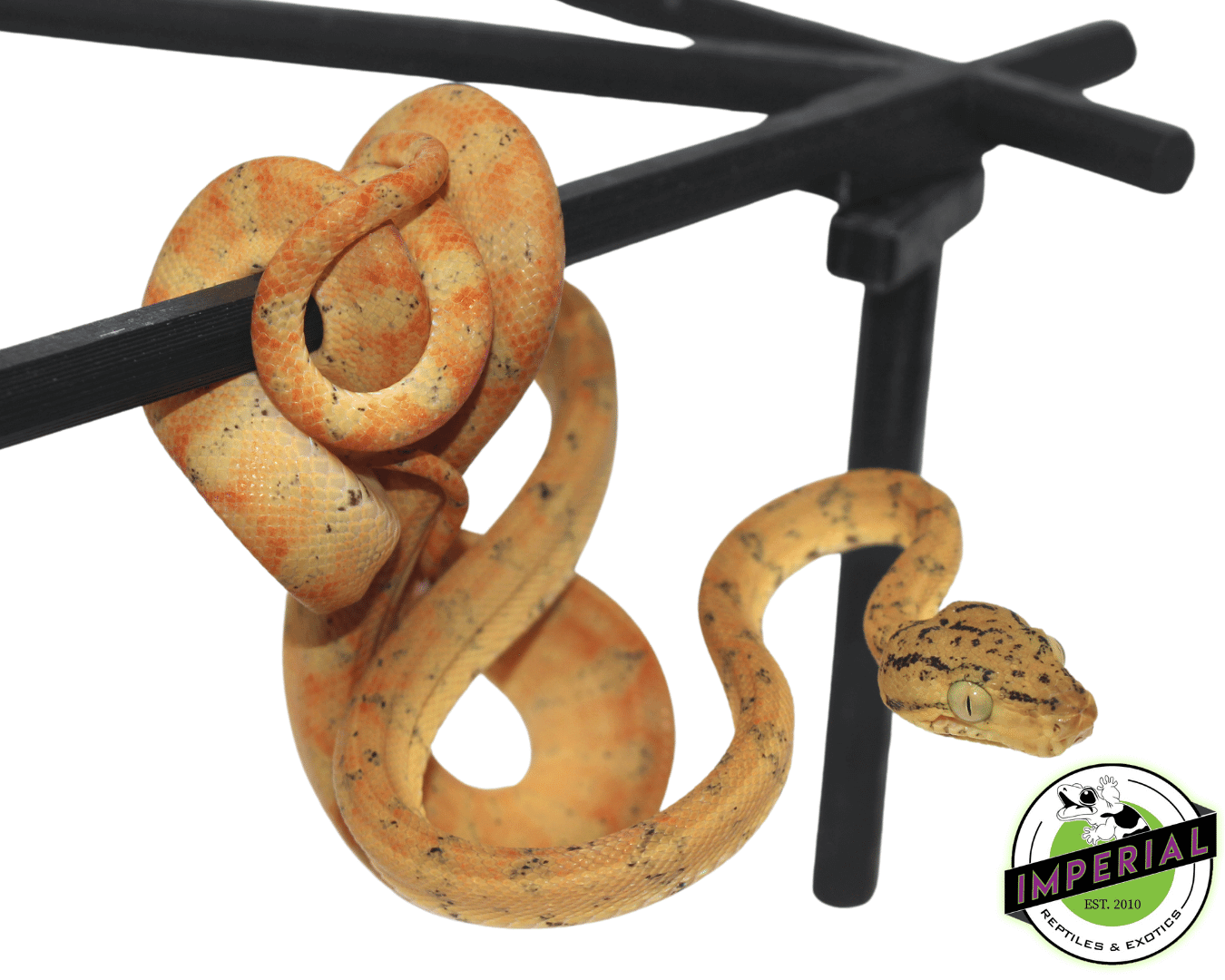 Colored Amazon Tree Boa Baby