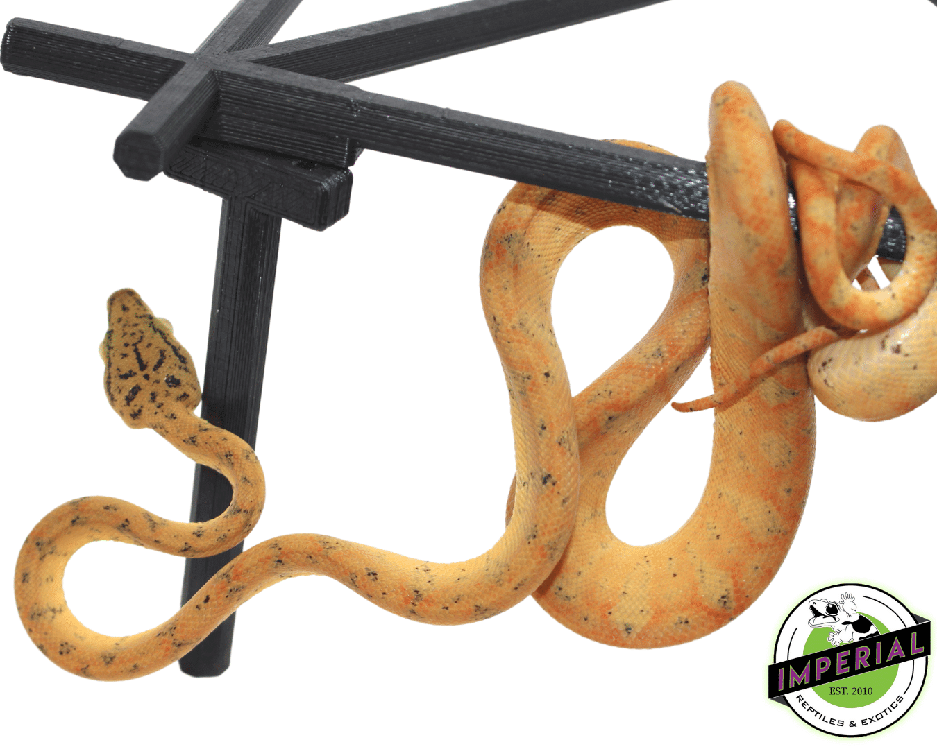 Colored Amazon Tree Boa Baby — image 2
