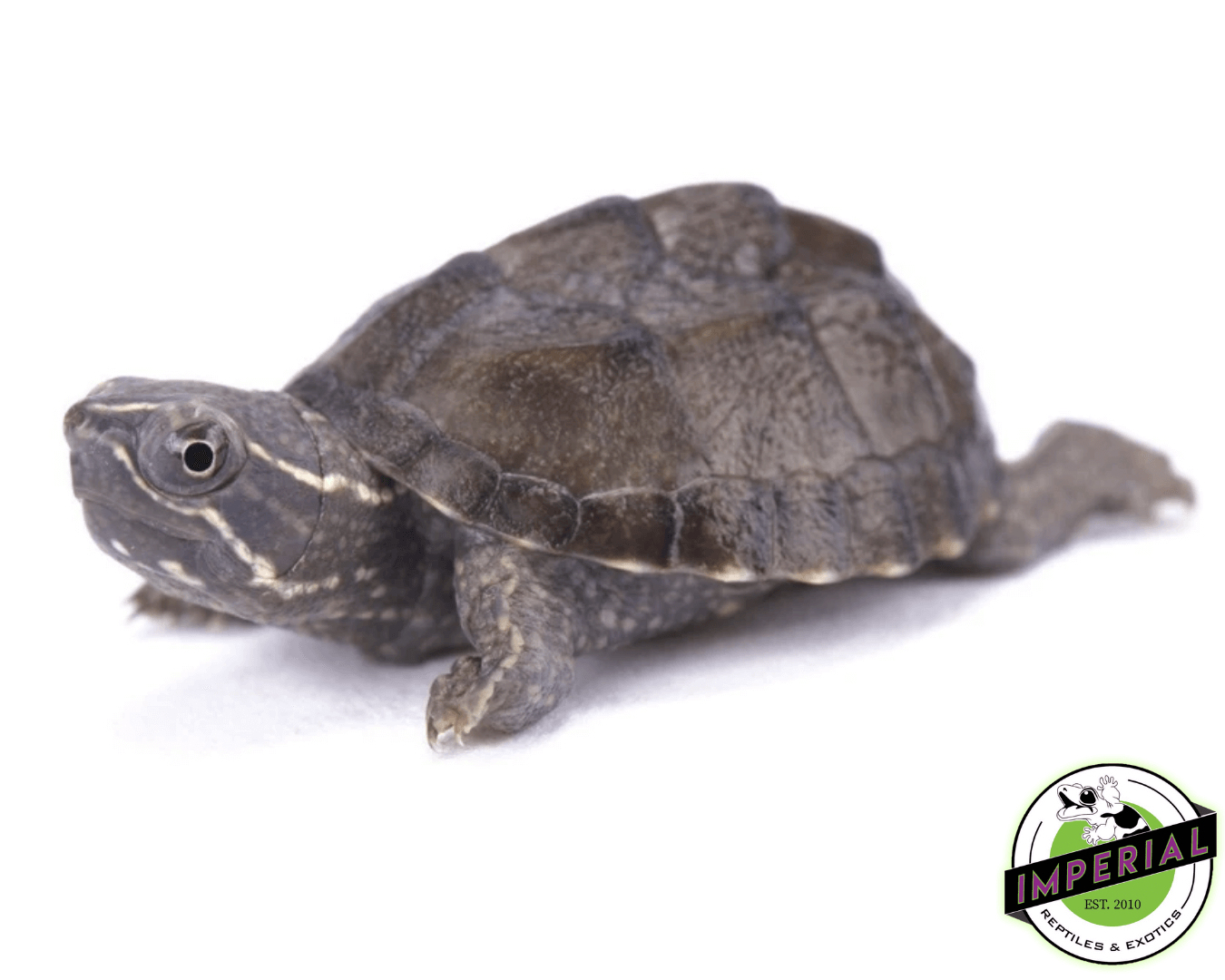 Common Musk Turtle Baby
