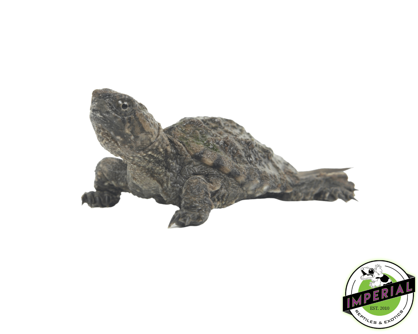 Common Snapping Turtle Baby