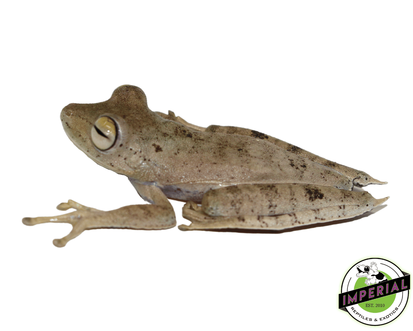 Convict Tree Frog — image 2
