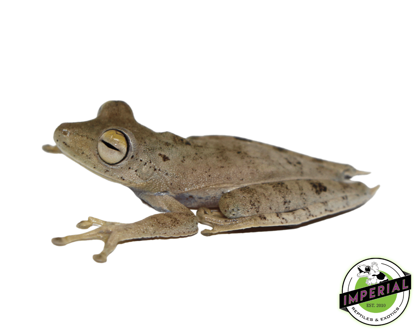 Convict Tree Frog