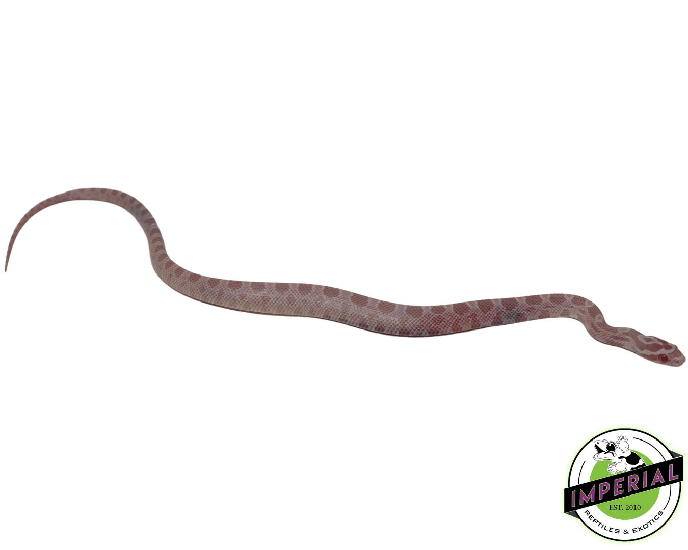 Coral Pink Snow Corn Snake Baby — image 2