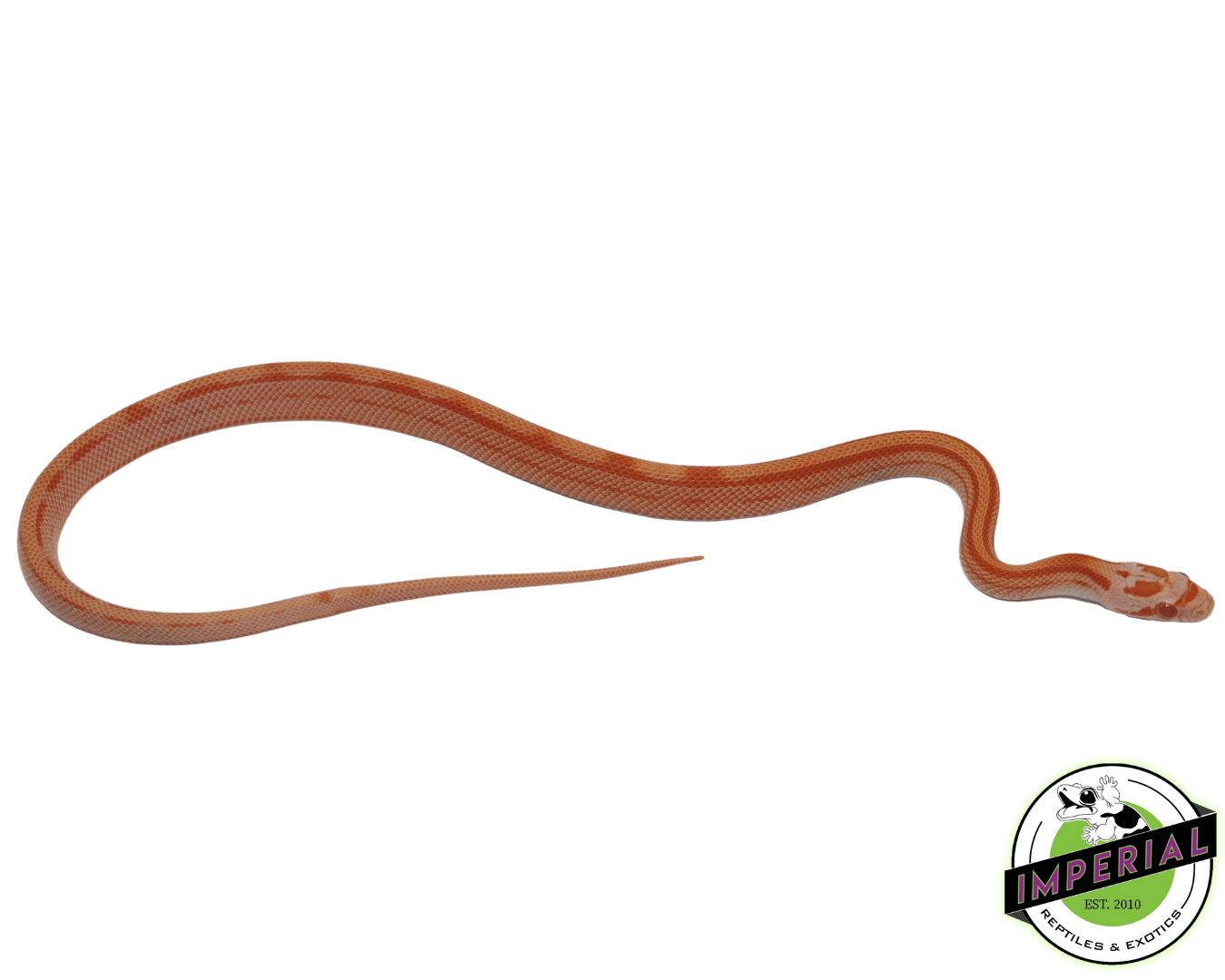 Creamsicle Motley Corn Snake — image 2