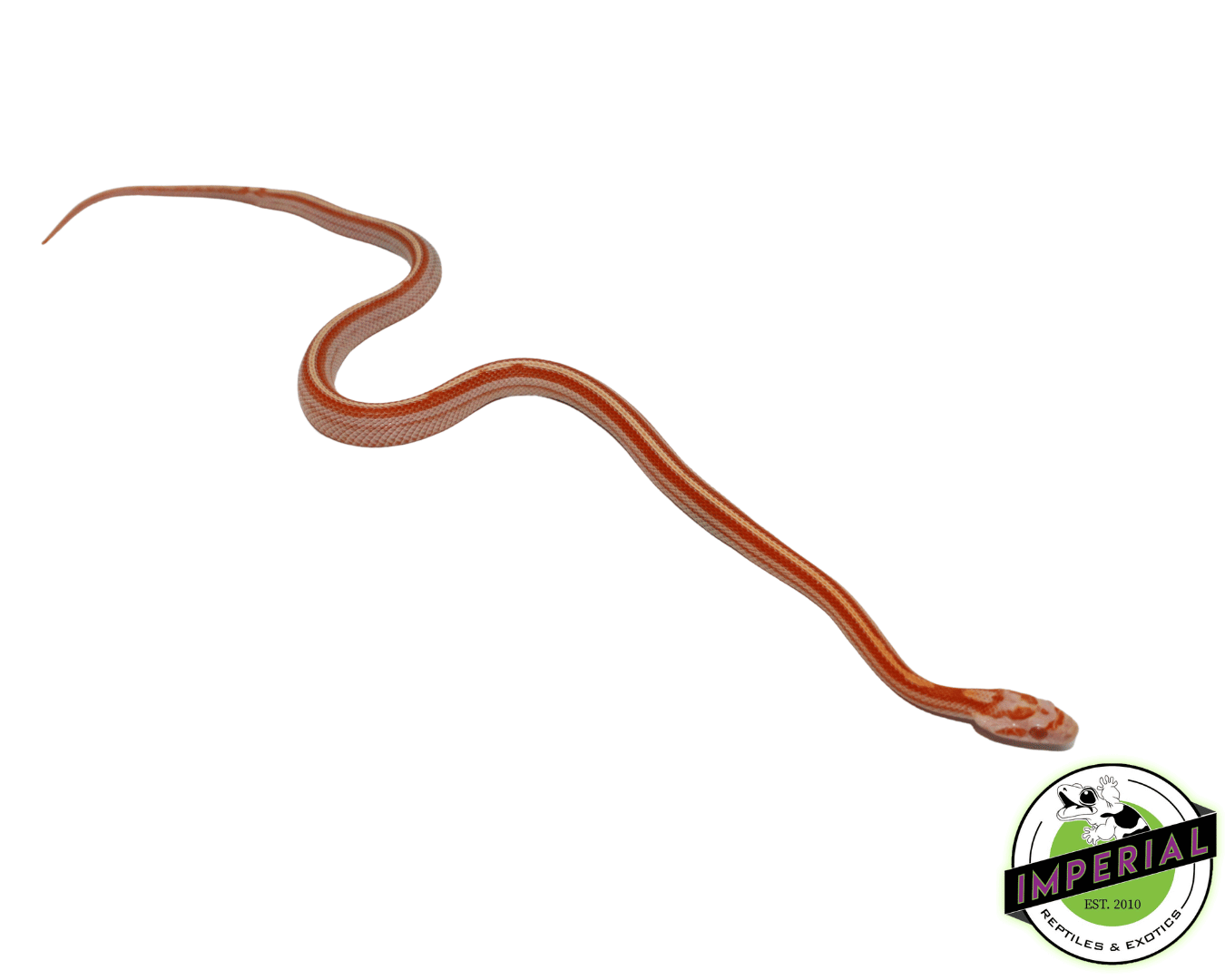 Creamsicle Tessera Corn Snake Baby — image 2