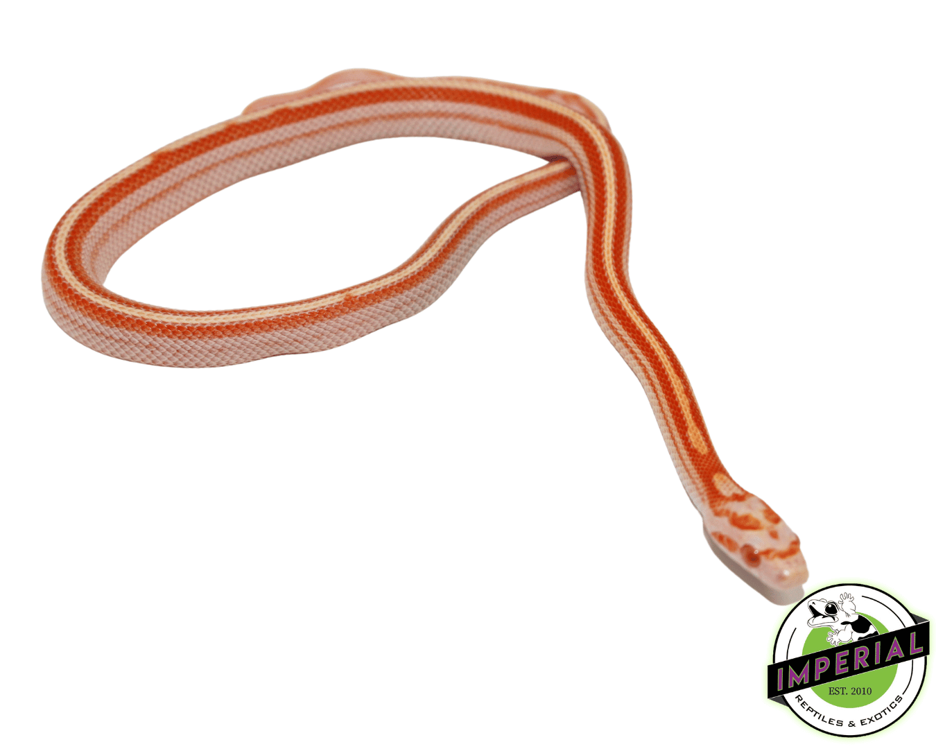 Creamsicle Tessera Corn Snake Baby