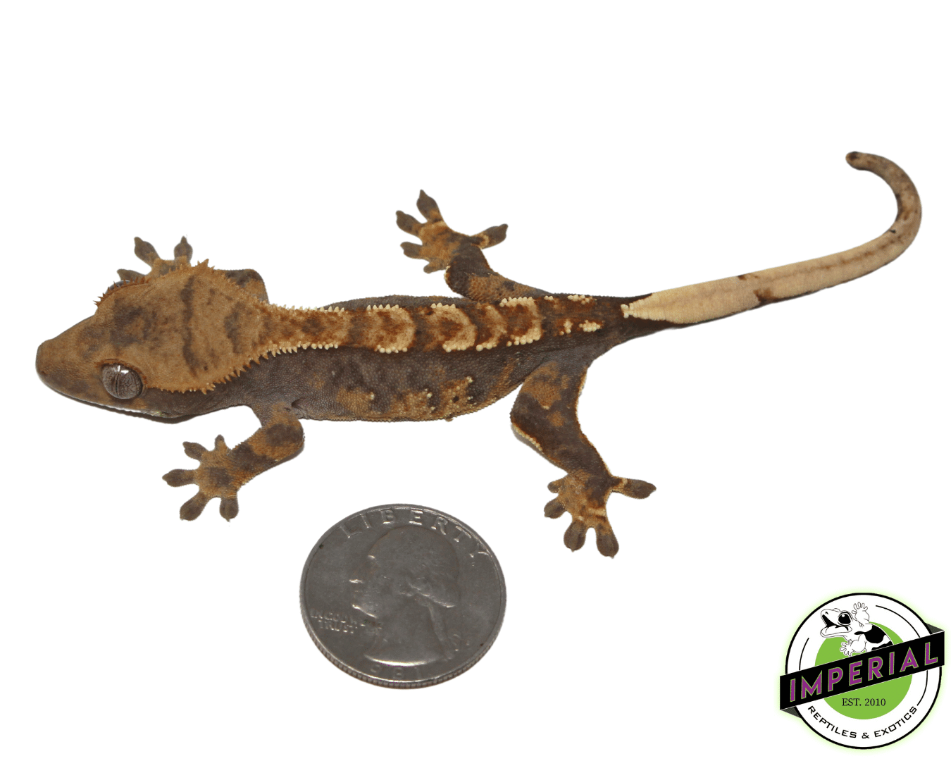 Crested Gecko Juvenile — image 2