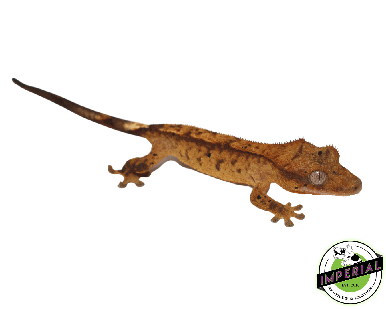 Crested Gecko Juvenile