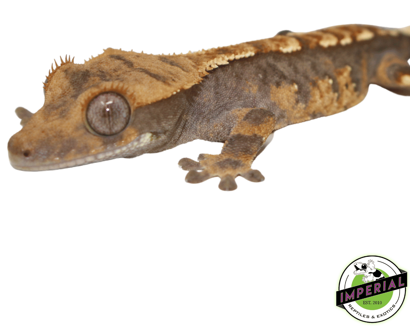 Crested Gecko Juvenile — image 3