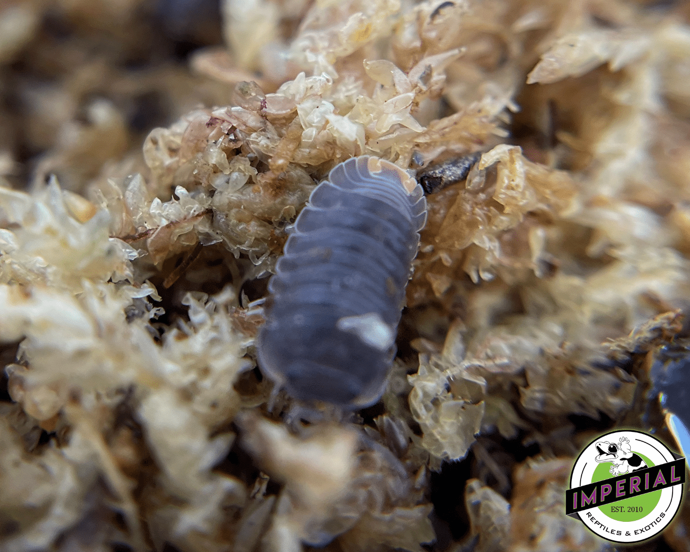 Cubaris murina 'Little Sea' Isopods (10 ct.) — image 3