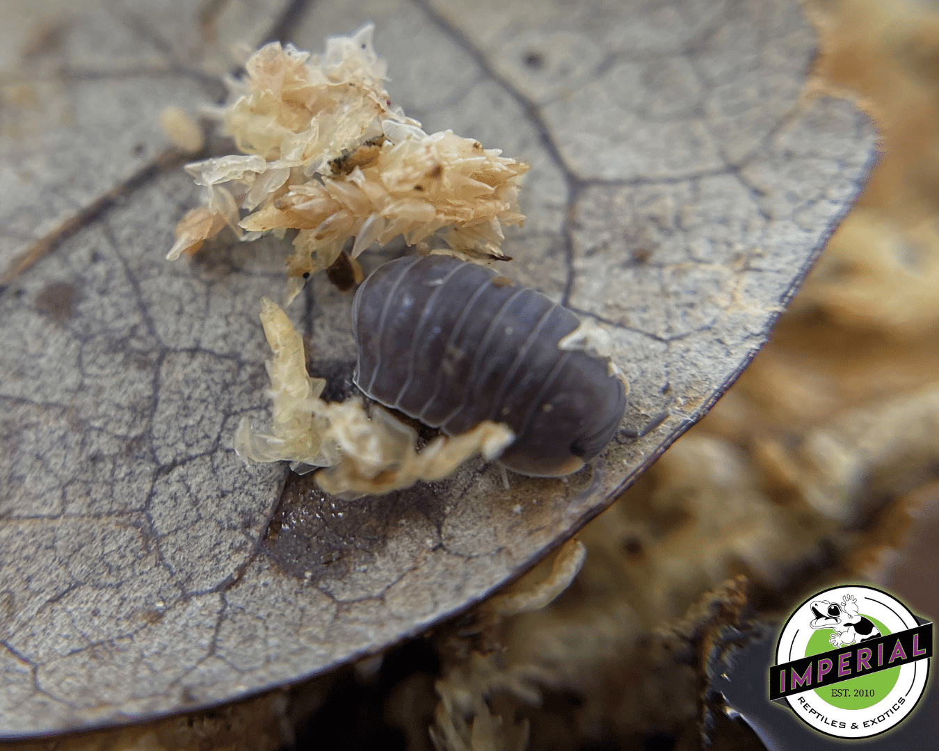 Cubaris murina 'Little Sea' Isopods (10 ct.) — image 2
