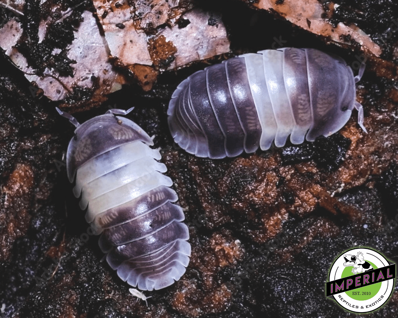 Cubaris murina "Panda King" Isopods (10 ct.)