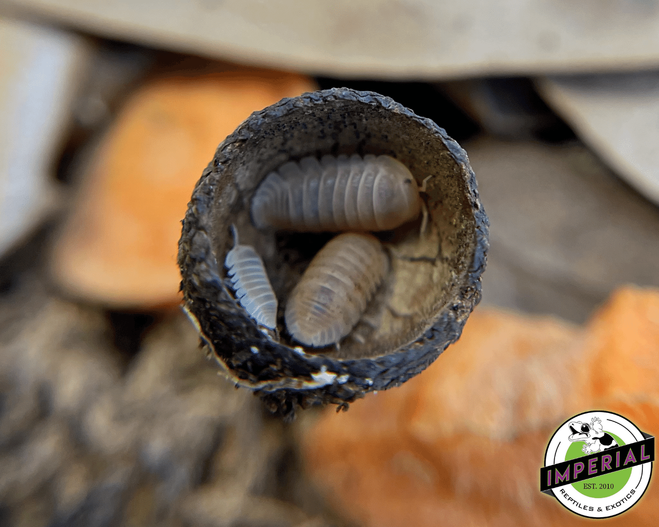 Cubaris murina "Papaya" Isopods (10 ct.) — image 3