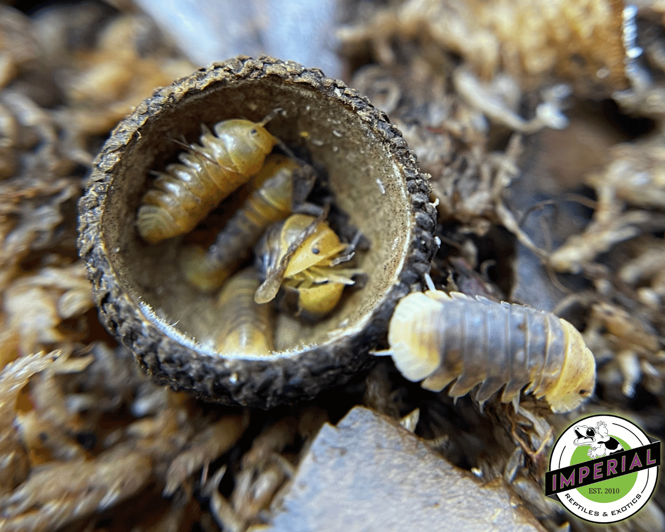 Cubaris murina “Rubber Ducky” Isopods (5 ct.)