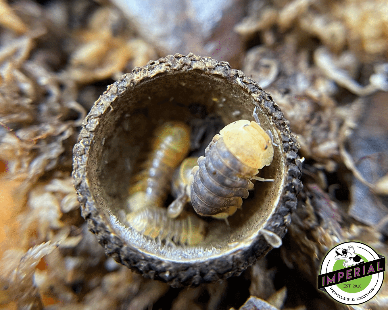 Cubaris murina “Rubber Ducky” Isopods (5 ct.) — image 3