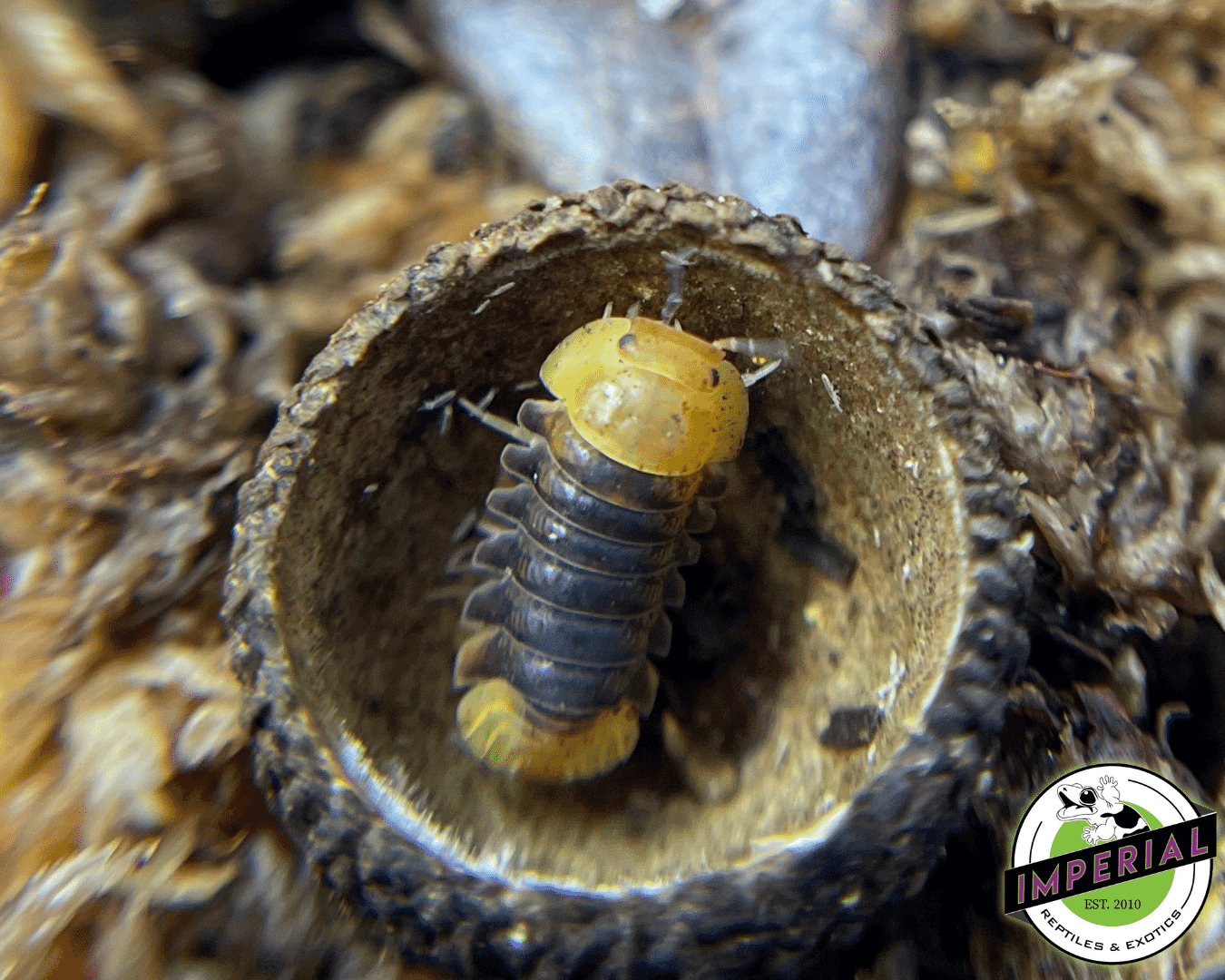 Cubaris murina “Rubber Ducky” Isopods (5 ct.) — image 2