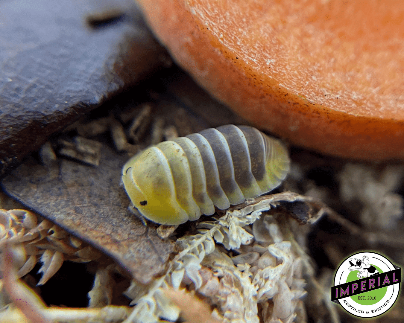 Cubaris sp "Jupiter" Isopods
