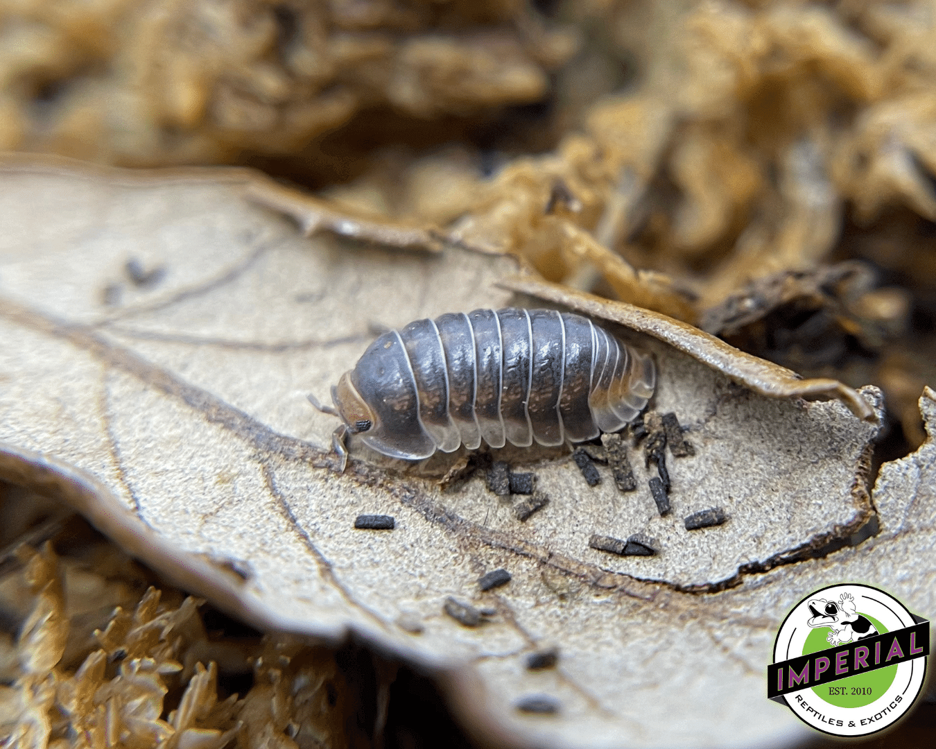 Cubaris sp "Pak Chong" Isopods
