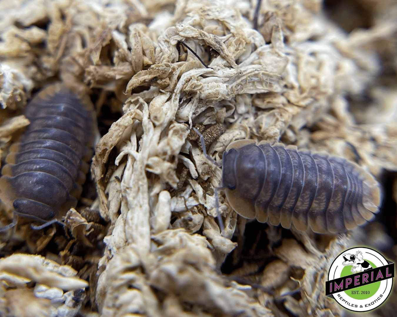 Cubaris sp "Pak Chong" Isopods — image 2